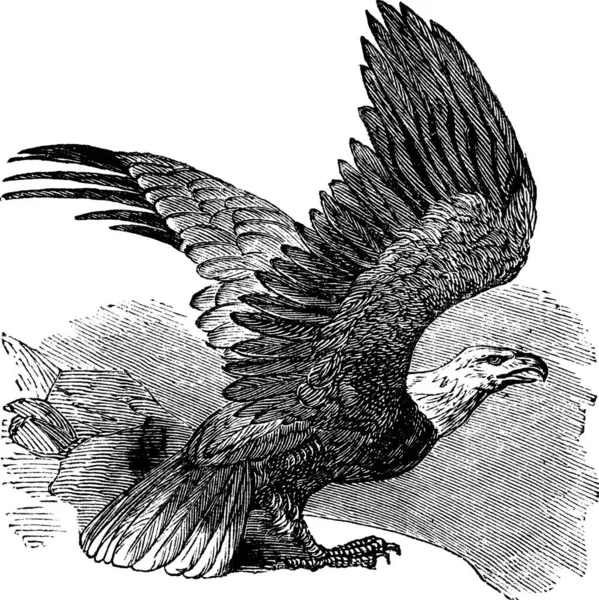 Weißkopfseeadler Haliaeetus Leucocephalus Alte Gravur Weißkopfseeadler Flug Trousset Lexikon 1886 — Stockvektor