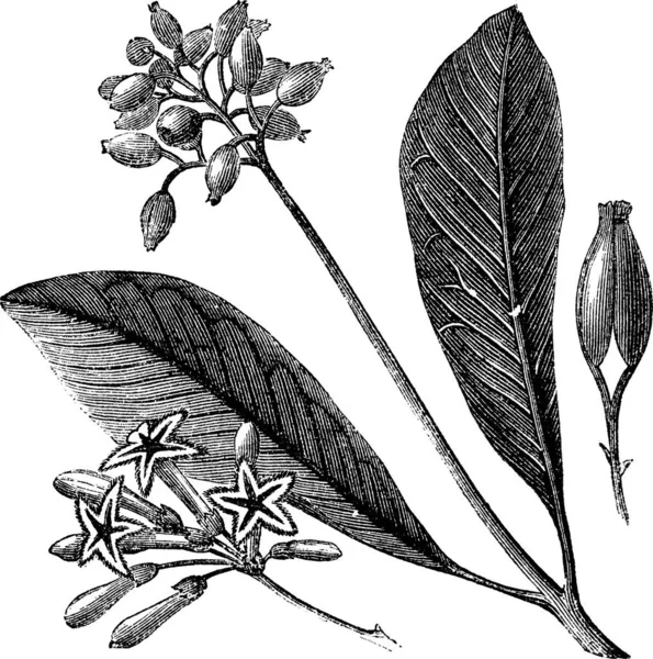 나무껍질 신추나 빈티지가 새겨진 흰색의 신추나 곤경에 백과사전 1886 1891 — 스톡 벡터