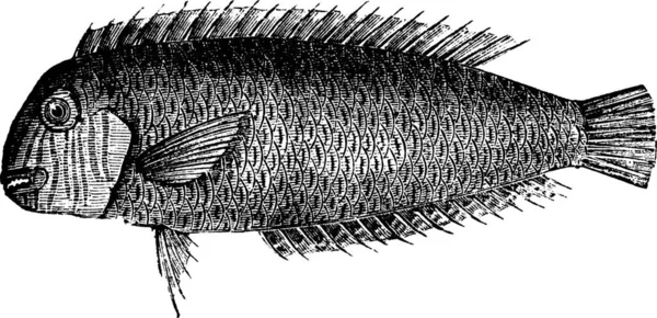 Pearly Razorfish Xyrichtys Novacula Cleaver Wrasse Xyrichthys Cultratus Grabado Vintage — Vector de stock