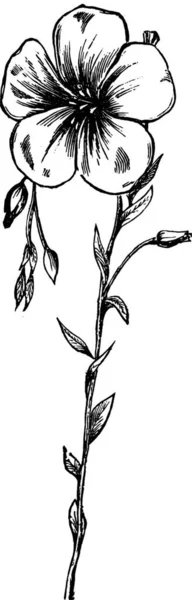 Bir Çiçeğin Siyah Beyaz Çizimi — Stok Vektör
