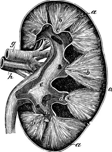 Menselijke Nier Vintage Gravure Oude Gegraveerde Illustratie Van Menselijke Nierstructuur — Stockvector