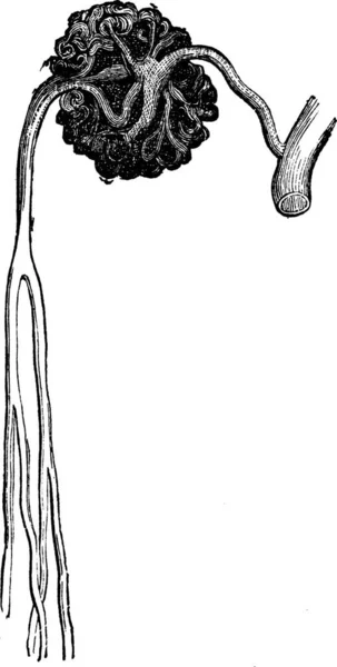 Мальпийское Тело Винтажная Гравировка Старая Гравированная Иллюстрация Структуры Тела Мальпига — стоковый вектор