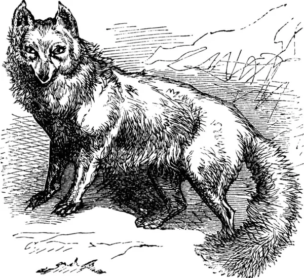 Arctic Fox Vulpes Lagopus Alopex Lagopus Canis Lagopus White Fox — Stockvector