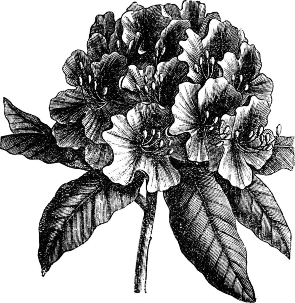 Catawba Rhododendron Rhododendron Catawbiense Vintage Engraving 배경에 분리되어 바로도 잡종을 — 스톡 벡터