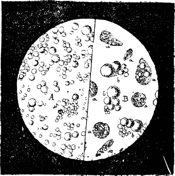 Leite Visto Sob Microscópio Ilustração Gravada Vintage Enciclopédia Industrial Lami —  Vetores de Stock