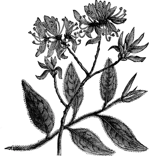 Rhodora Rhododendron Canadense Gravure Vintage Ancienne Illustration Gravée Rhodora Isolée — Image vectorielle