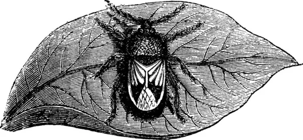 Rhyparochromidae Seed Bug Vintage Engraving Old Engraved Illustration Rhyparochromidae Leaf — Stock Vector