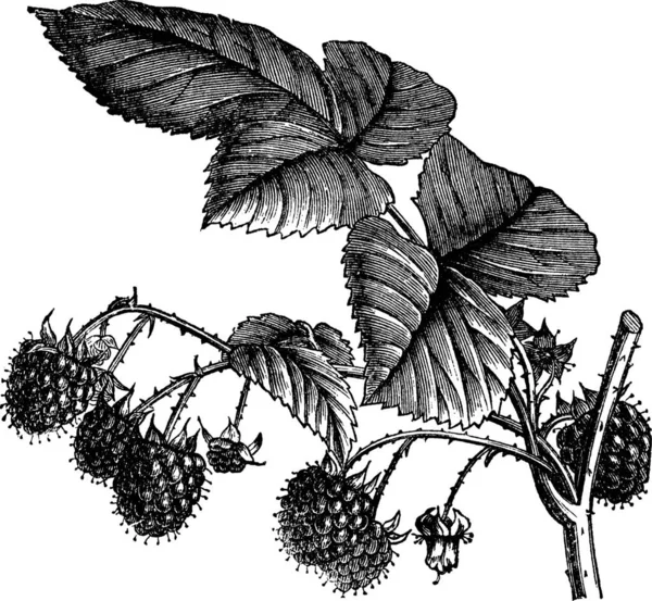 Frambuesa Roja Rubus Idaeus Frambuesa Europea Framboise Frambuesa Grabado Vintage — Vector de stock