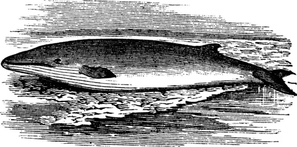 Fin Φάλαινα Balaenoptera Physalus Finback Φάλαινα Razorback Κοινή Rorqual Vintage — Διανυσματικό Αρχείο