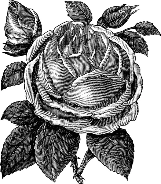 Noisette Rose Rosa Noisettiana Blush Noisette Gravure Vintage Ancienne Illustration — Image vectorielle