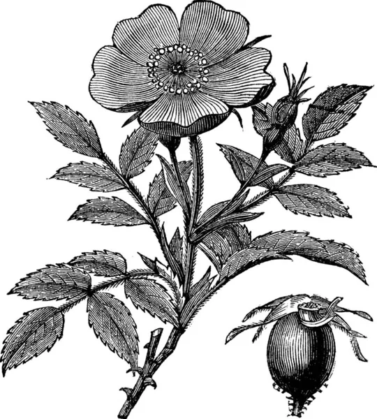 Briar Dulce Rosa Rubiginosa Rosa Glantina Eglanteria Grabado Vintage Antigua — Archivo Imágenes Vectoriales