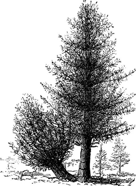 カラムスとラタン ヴィンテージの彫刻 ラタンとカラマスの木の古い刻まれたイラスト — ストックベクタ