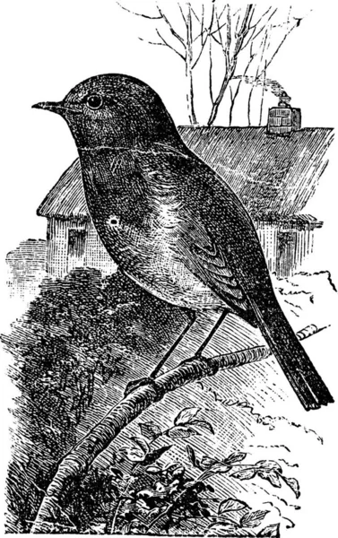 Europeu Robin Erithacus Rubecula Robin Gravura Vintage Ilustração Gravada Velha —  Vetores de Stock