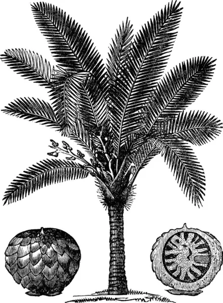 Sago Palm Metroxylon Sagu Gravura Vintage Ilustração Gravada Velha Sago — Vetor de Stock