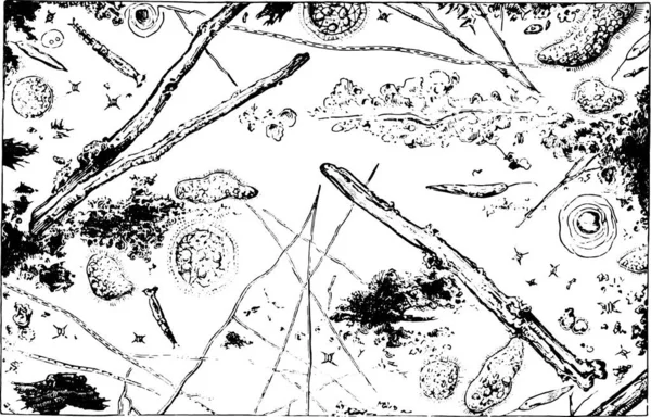 Agua Microscópica Para Siene Conduce Colector Alcantarillado Asnieres Ilustración Grabada — Archivo Imágenes Vectoriales