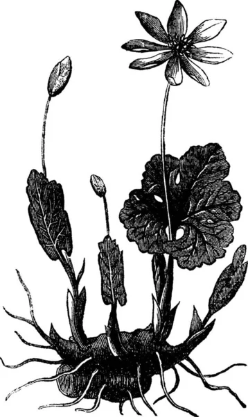 Bloodroot Sanguinaria Canadensis Bloodwort Ρίζα Κόκκινου Puccoon Pauson Tetterwort Vintage — Διανυσματικό Αρχείο