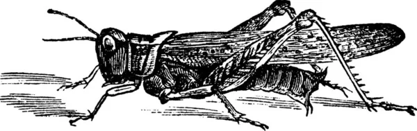 Rocky Mountain Locust Melanoplus Spretus Gravura Vintage Ilustração Gravada Velha — Vetor de Stock