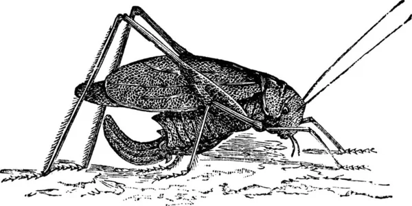 Länglich Geflügelte Katydid Oder Amblycorypha Oblongifolia Oder Langgehörnte Heuschrecke Vintage — Stockvektor