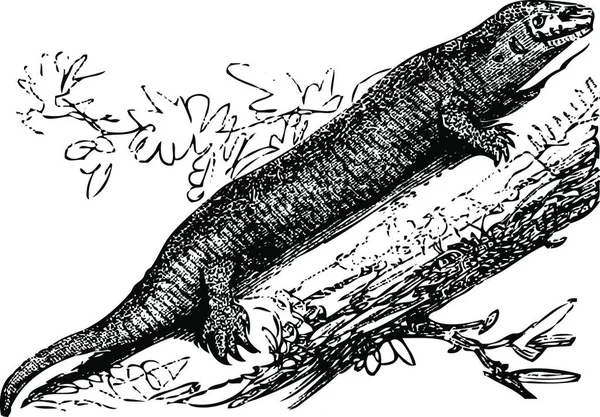 Antigua Ilustración Grabada Geco Casa Tropical Hemidactylus Mabouia Aislado Blanco — Archivo Imágenes Vectoriales