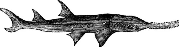 Såg Vanlig Pristis Antiquorum Vintage Graverad Illustration Trousset Encyklopedi 1886 — Stock vektor