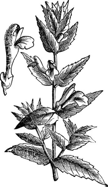 Crânio Comum Scutellaria Galericulata Crânio Pântano Crânio Com Capuz Gravura — Vetor de Stock