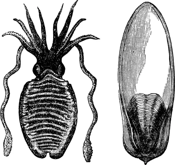 常见的刺五棘鱼 Sepia Officinalis 或欧洲常见的刺五棘鱼 Sepia Vicellius或Sepia Rugosa或Sepia Zebrina或Sepia Filliouxi或Sepia Fischeri或Sepia — 图库矢量图片