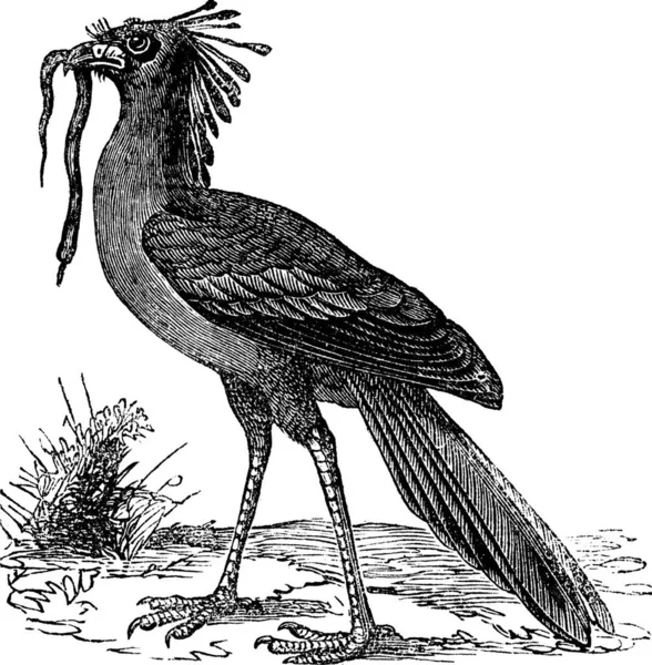 Secretarybird Sagittarius Serpentarius Γραμματέας Bird Vintage Χαρακτική Παλιά Χαραγμένη Απεικόνιση — Διανυσματικό Αρχείο