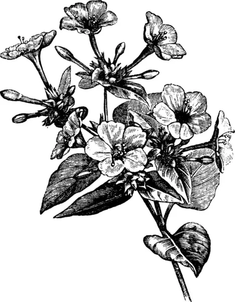 4時の花やペルーやミラビリス ジャラパ ヴィンテージ彫刻のマーベル 4時の花の植物の古い刻まれたイラスト — ストックベクタ
