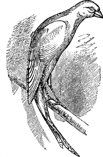 Scottish Fancy Canary Scottish Canary Vintage Engraved Illustration Trousset Encyclopedia — Stock Vector