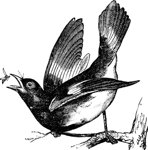 Американский Redstart Setophaga Ruticilla Винтажная Гравировка Старая Гравированная Иллюстрация Американский — стоковый вектор