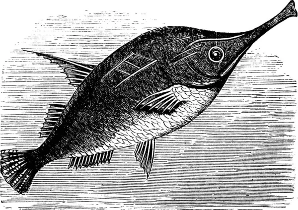 Langstachelschnipsel Oder Bellowfish Oder Stacheltrompetenfisch Oder Macroramphosus Scolopax Vintage Gravur — Stockvektor