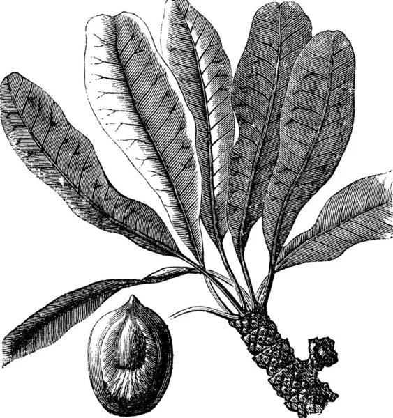 Ilustración Vectorial Plantas Plantas Colección Árboles Flores — Archivo Imágenes Vectoriales