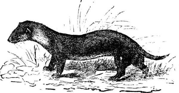 European Black Forest Polecat Also Known Mustela Putorius Vintage Engraved — стоковий вектор