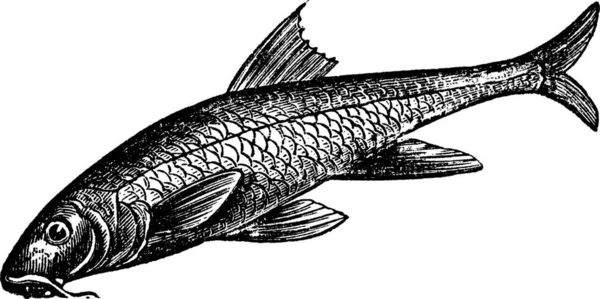 Barbus Barbus Barbel Barbus PigfishまたはCommon Barbel ヴィンテージ彫刻 一般的なバーベルの古い刻まれたイラスト ヨーロッパや中国各地に自生する淡水魚 — ストックベクタ