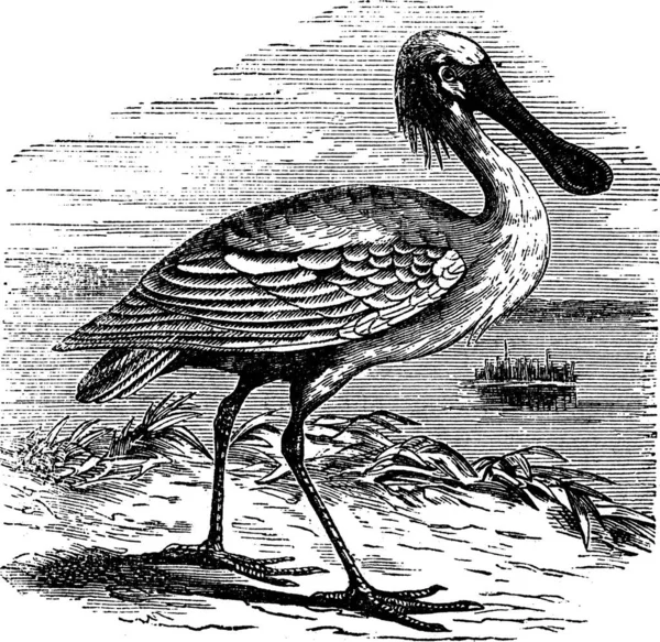 Eurasian Spoonbill Platalea Leucorodia Common Spoonbill Vintage Engraving 새겨져 유라시아 — 스톡 벡터