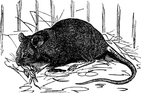 Casa Rato Mus Musculus Gravura Vintage Ilustração Gravada Velha Rato — Vetor de Stock