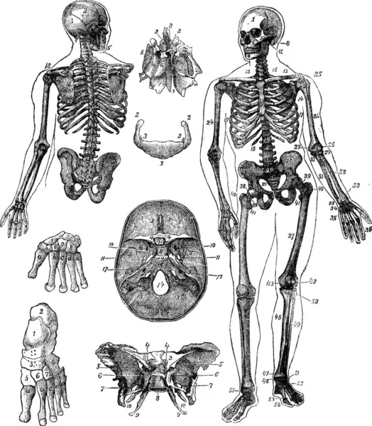 Esqueleto Humano Grabado Vintage Antigua Ilustración Grabada Del Esqueleto Humano — Vector de stock
