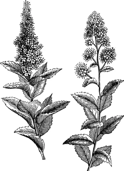 Spiraea Salicifolia Steeplebush Spiraea Tomentosa Hardhack Grabado Vintage Antigua Ilustración — Vector de stock