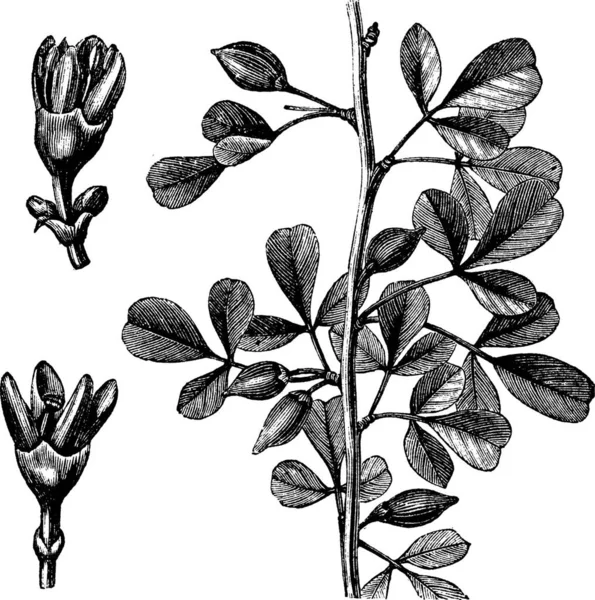 Ilustrasi Tanaman Dengan Bunga Dan Daun - Stok Vektor