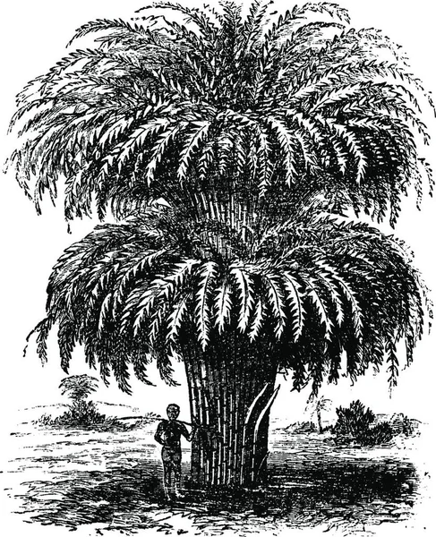 Bambú Bambusoideae Bambuseae Grabado Vintage Antigua Ilustración Grabada Árbol Bambú — Archivo Imágenes Vectoriales