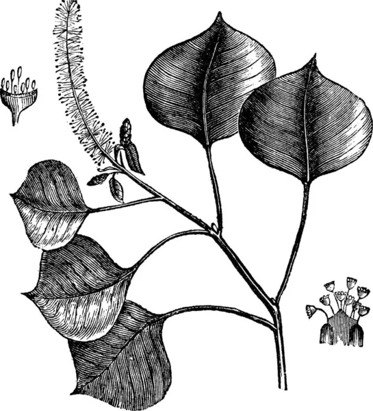 Árbol Sebo Chino Sapium Sebifera Triadica Sebiferum Álamo Florida Árbol — Archivo Imágenes Vectoriales