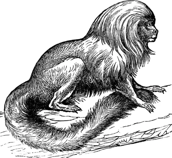 Tamarin Marikiva Midas Rosalia Ilustración Grabada Vintage Enciclopedia Trousset 1886 — Archivo Imágenes Vectoriales