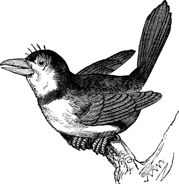 Ilustración Pájaro — Archivo Imágenes Vectoriales