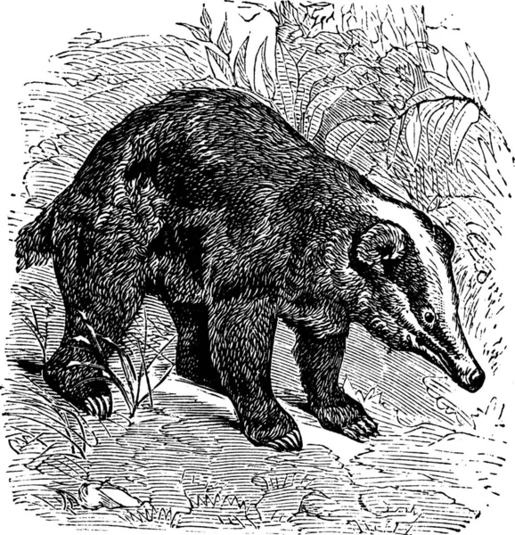 Hog Badger Arctonyx Arctonyx Collaris Κλασική Χαρακτική Παλιά Χαραγμένη Απεικόνιση — Διανυσματικό Αρχείο