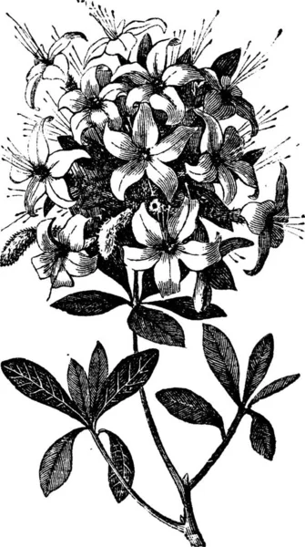 Azalea Rhododendron Azalea Viscosa Incisione Vintage Antica Illustrazione Incisa Una — Vettoriale Stock