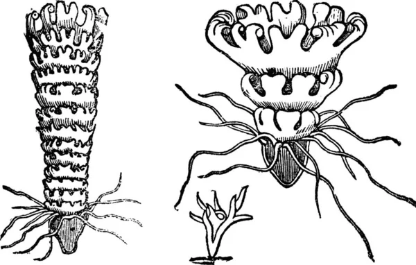 Siklus Hidup Dari Jellyfish Atau Aurelia Ukiran Vintage Ilustrasi Lama - Stok Vektor