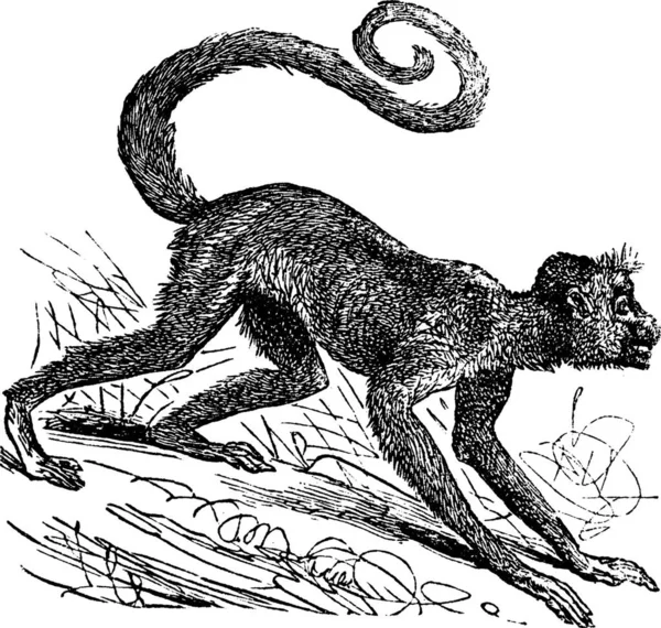 Ateles Paniscus Red Faced Web Monkey Guiana Spider Monkey Red — 스톡 벡터