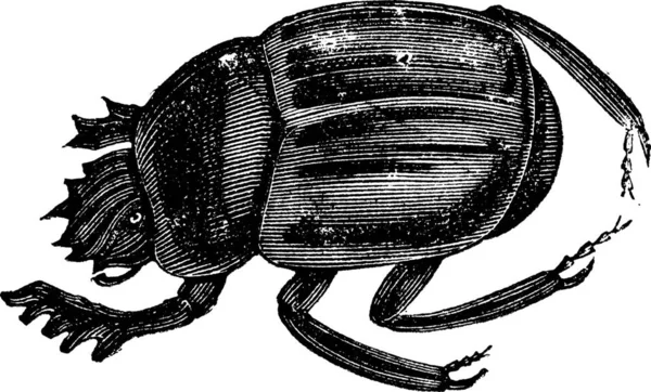スカラベのカブトムシ コガネムシ サギ科 Scarabaeiformia または Ateuchus ビンテージの彫刻 コガネムシ甲虫の古い彫刻が施された図は世界的な発見することができます — ストックベクタ