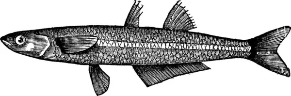 Atherina Notata Dotted Silverside Atherinidae Atherina Boyeri Veya Büyük Ölçekli — Stok Vektör