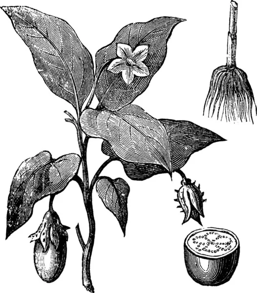 Berenjena Solanum Melongena Grabado Vintage Antigua Ilustración Grabada Una Planta — Archivo Imágenes Vectoriales